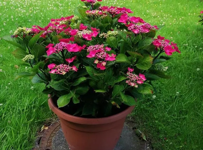 Traumlage-maasholm * Maasholm